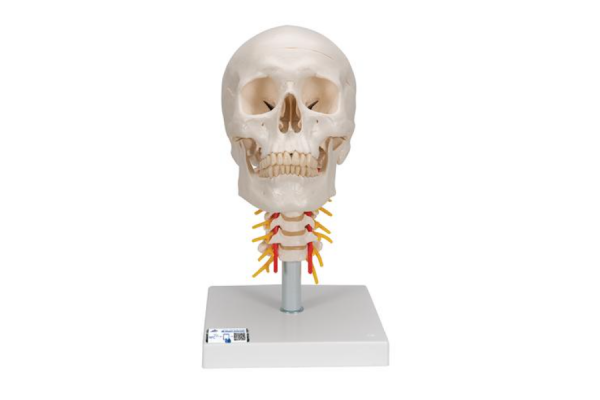 model ludzkiej czaszki z odcinkiem kręgosłupa szyjnego, 4 części - 3b smart anatomy kat. 1020160 a20/1 3b scientific modele anatomiczne 2